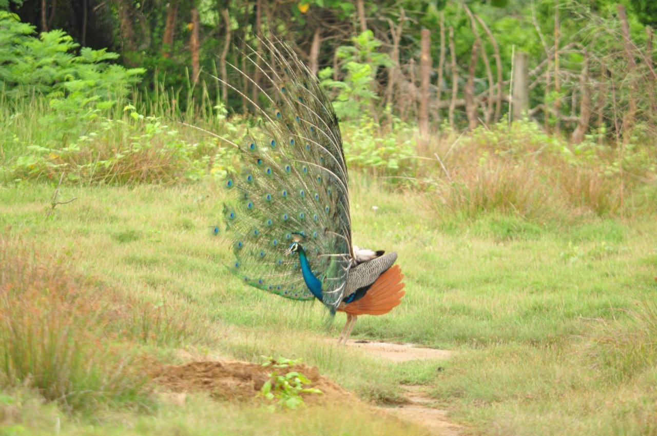 Ranakeliya Lodge - Yala Bagian luar foto