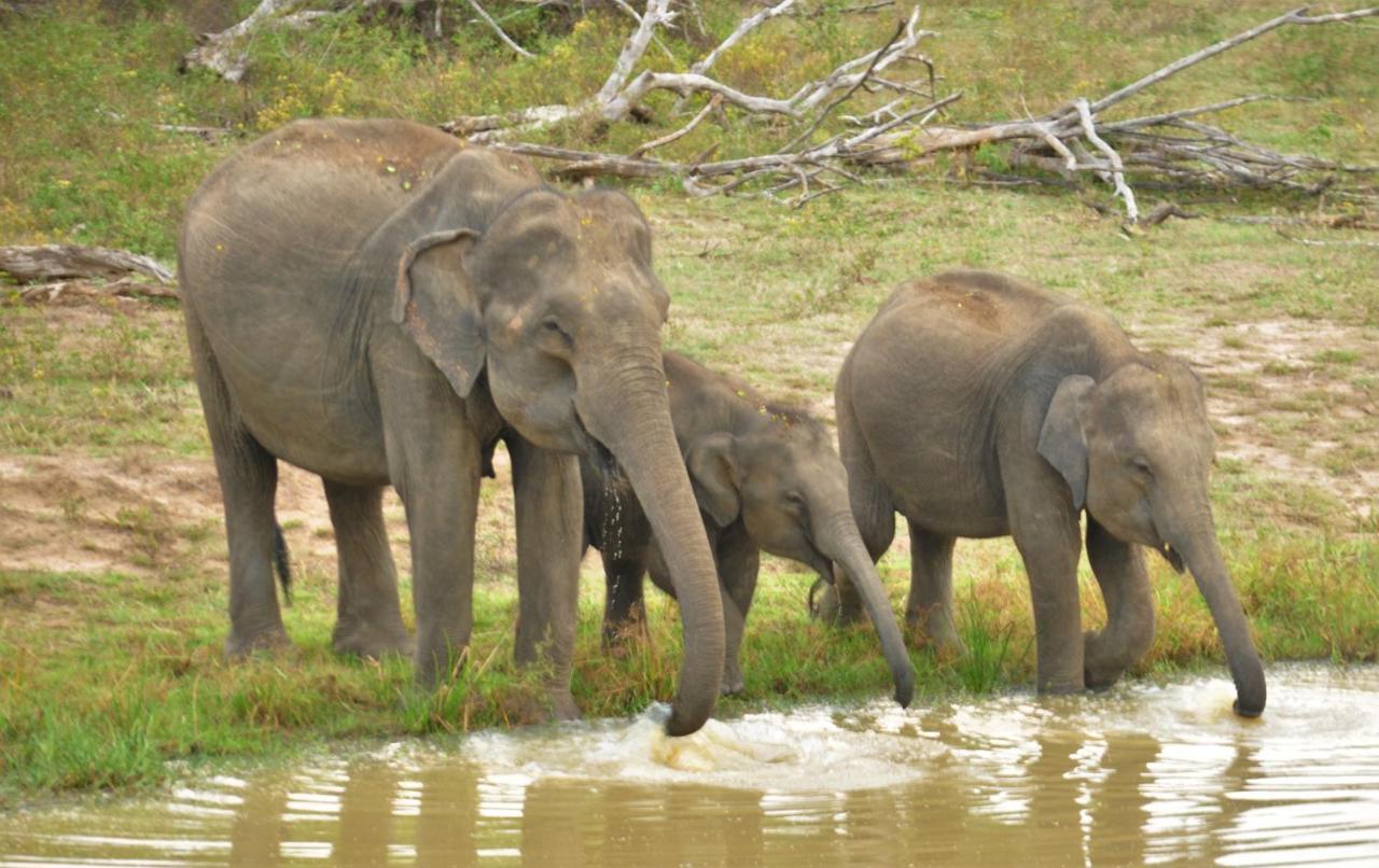 Ranakeliya Lodge - Yala Bagian luar foto