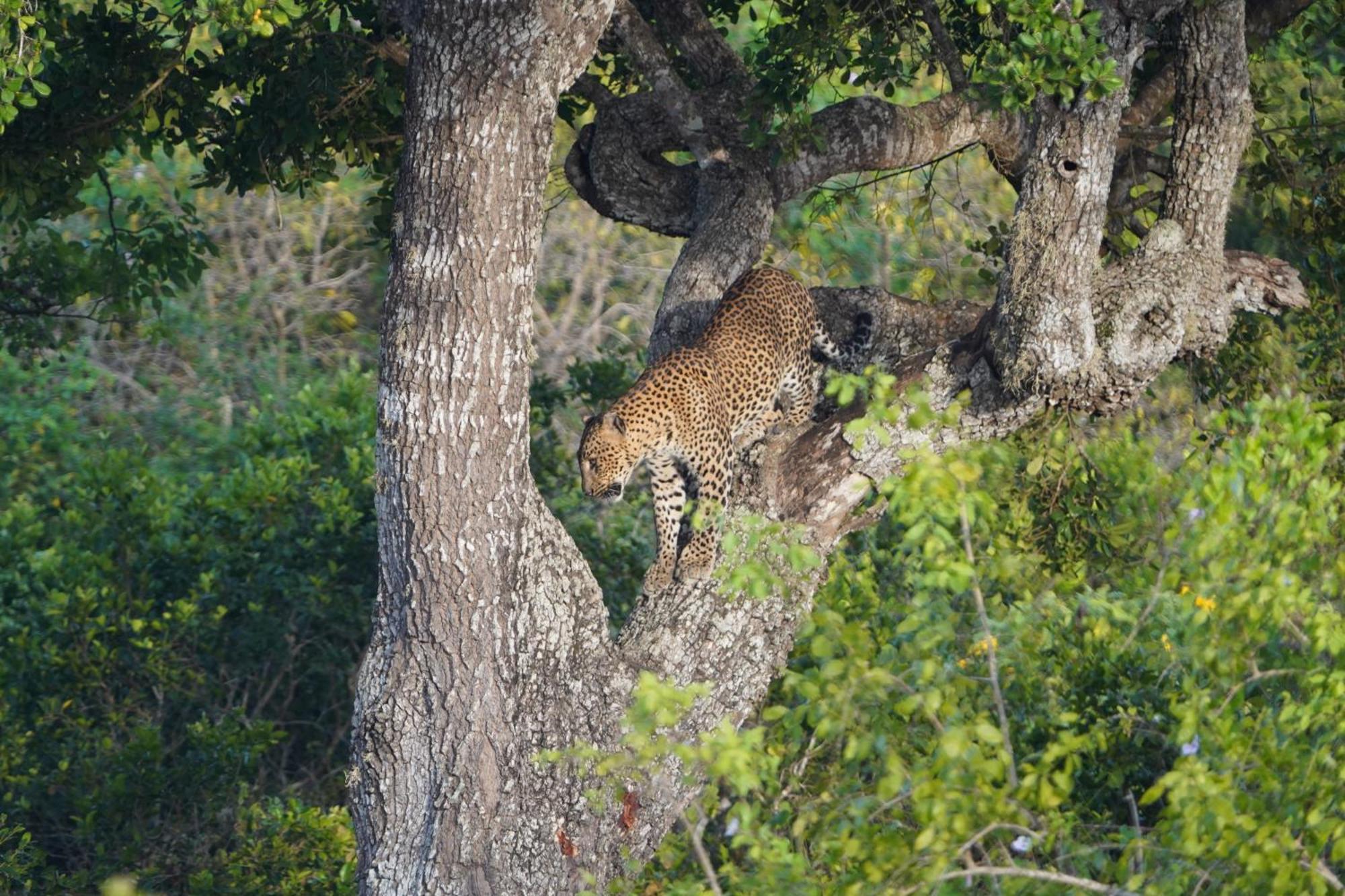 Ranakeliya Lodge - Yala Bagian luar foto